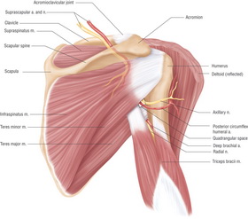 Shoulder diagram